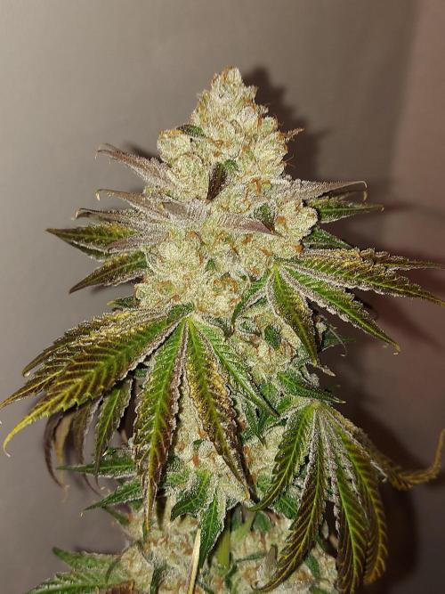 Multicrop 12 Strains 630W CMH. Week 15