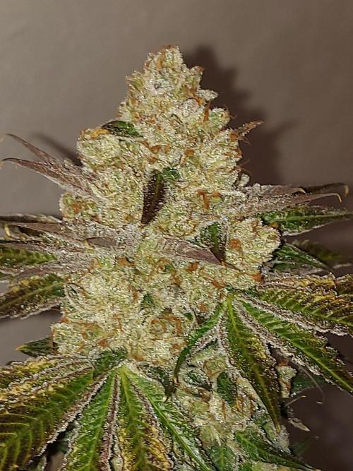 Multicrop 12 Strains 630W CMH. Week 15