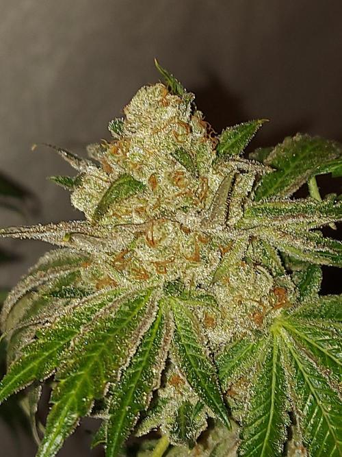 Multicrop 12 Strains 630W CMH. Week 15