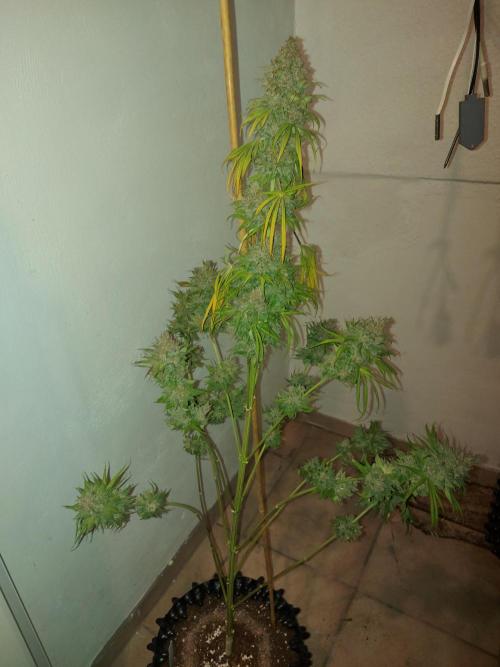 Multicrop 12 Strains 630W CMH. Week 15 - Fullgas - Greenhouse Seed Company