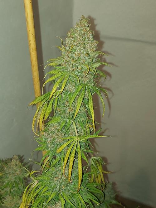 Multicrop 12 Strains 630W CMH. Week 15 - Fullgas - Greenhouse Seed Company