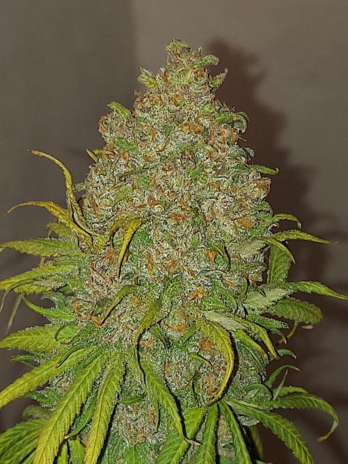 Multicrop 12 Strains 630W CMH. Week 15 - Fullgas - Greenhouse Seed Company