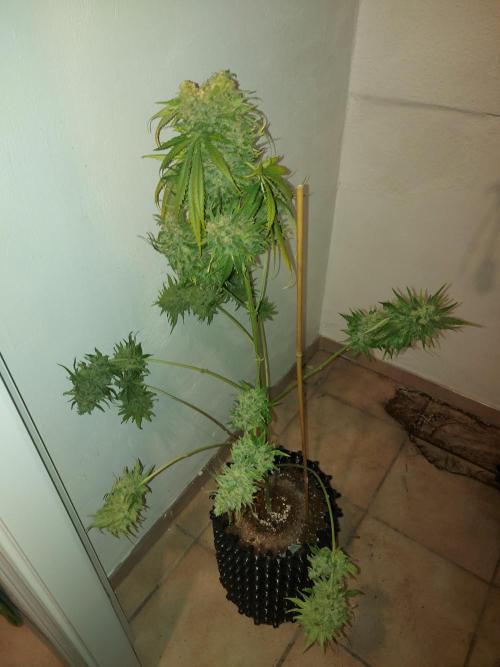 Multicrop 12 Strains 630W CMH. Week 15 - Mimosa x Orange Punch - Barneys Farm