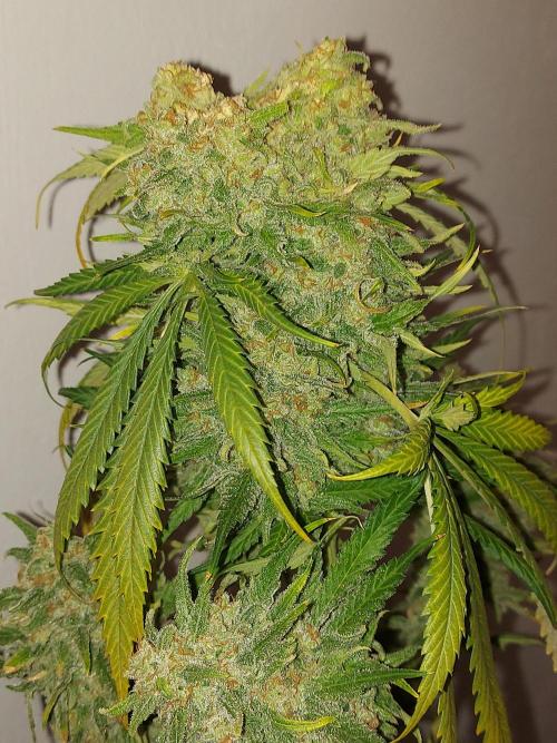 Multicrop 12 Strains 630W CMH. Week 15 - Mimosa x Orange Punch - Barneys Farm