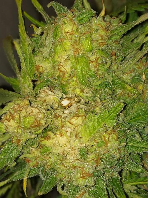 Multicrop 12 Strains 630W CMH. Week 15 - Mimosa x Orange Punch - Barneys Farm