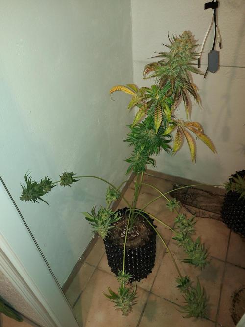 Multicrop 12 Strains 630W CMH. Week 15 - Rotten Rainbow - The Grateful Seeds