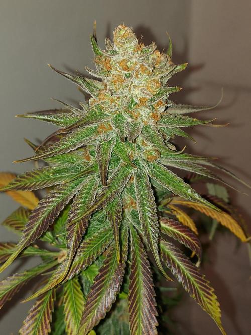 Multicrop 12 Strains 630W CMH. Week 15 - Rotten Rainbow - The Greatful Seeds