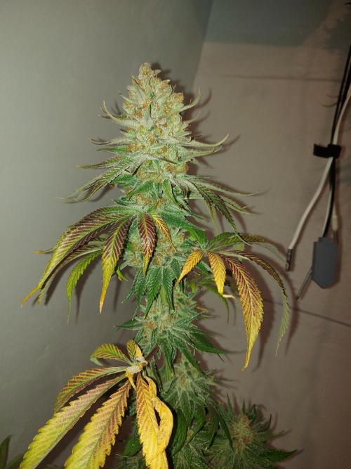 Multicrop 12 Strains 630W CMH. Week 15 - Rotten Rainbow - The Grateful Seeds