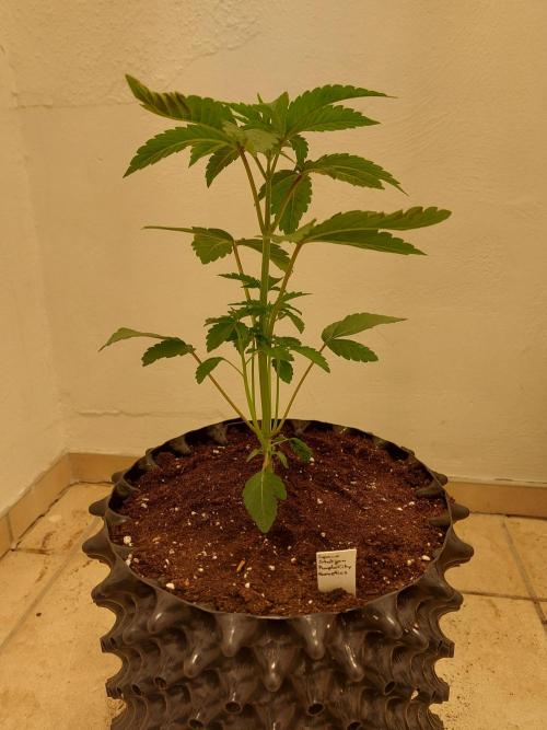 Desert & Candy. Week 3