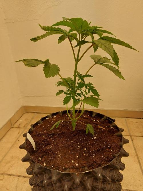 Desert & Candy. Week 3