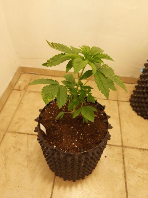 Desert & Candy. Week 3