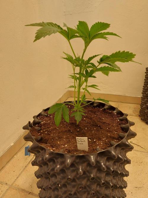 Desert & Candy. Week 3