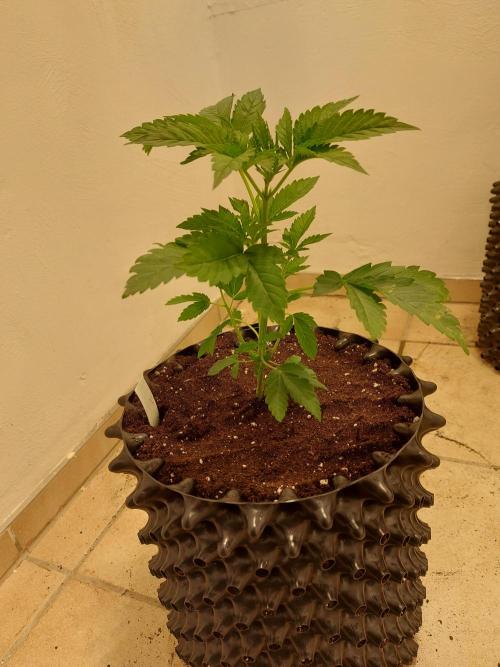 Desert & Candy. Week 3