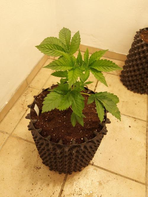 Desert & Candy. Week 3