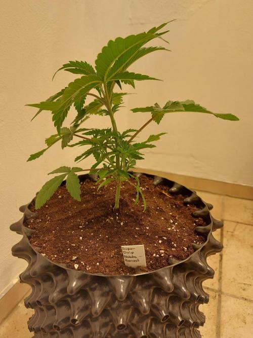 Desert & Candy. Week 3