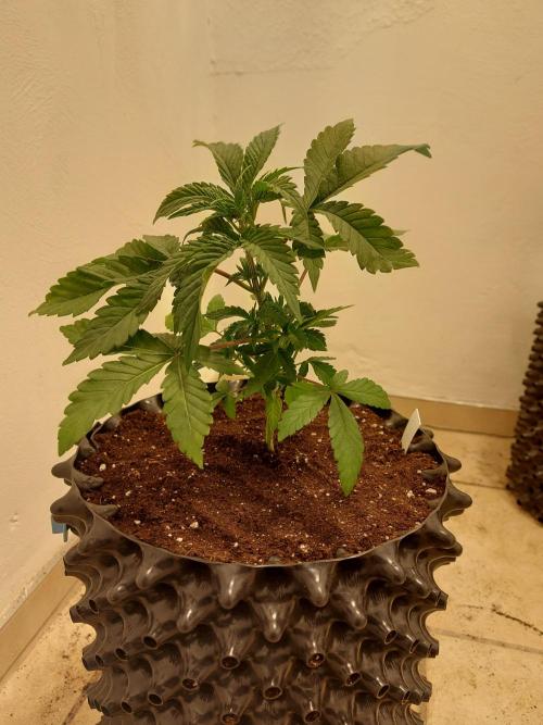 Desert & Candy. Week 3