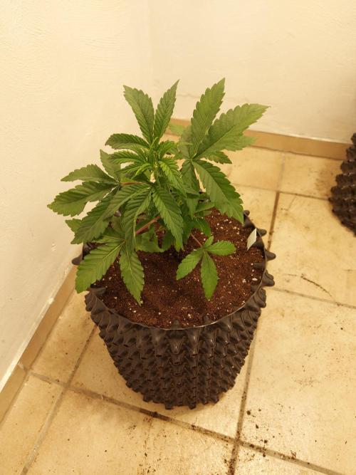 Desert & Candy. Week 3