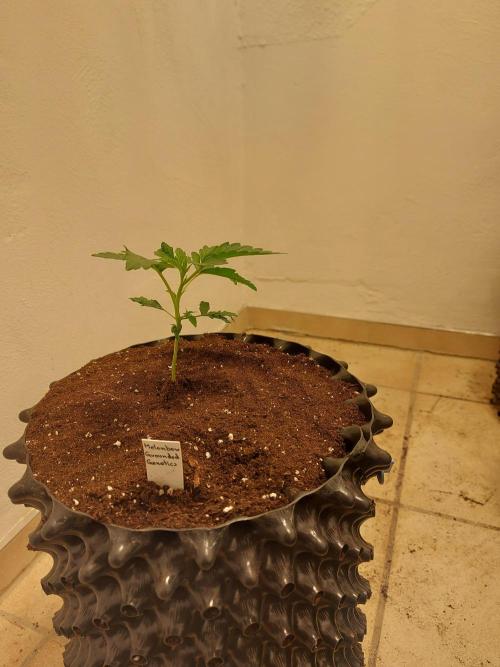 Desert & Candy. Week 3