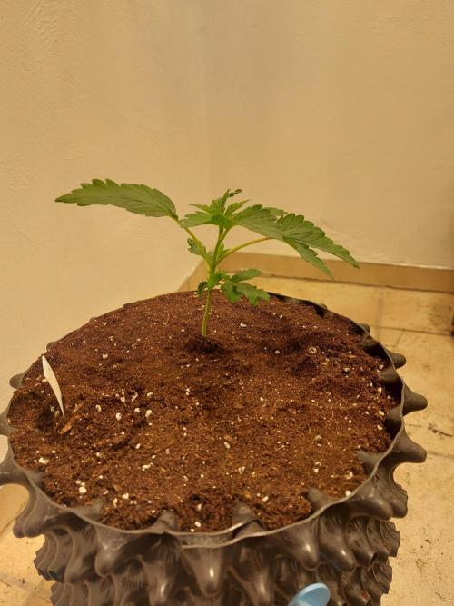 Desert & Candy. Week 3