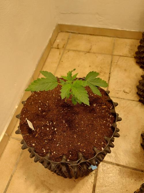 Desert & Candy. Week 3