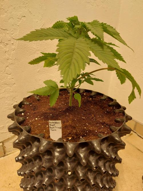 Mixed Hybrids. Week 3