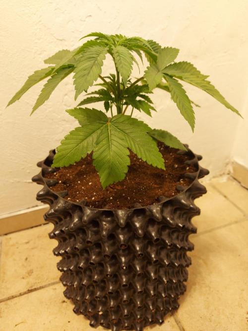 Mixed Hybrids. Week 3