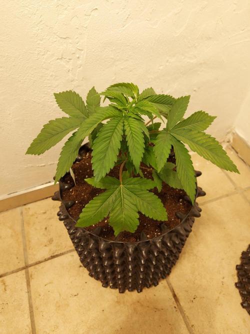 Mixed Hybrids. Week 3