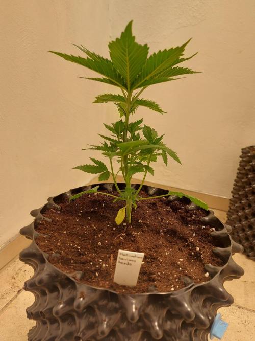 Mixed Hybrids. Week 3