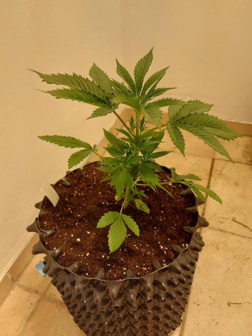 Mixed Hybrids. Week 3