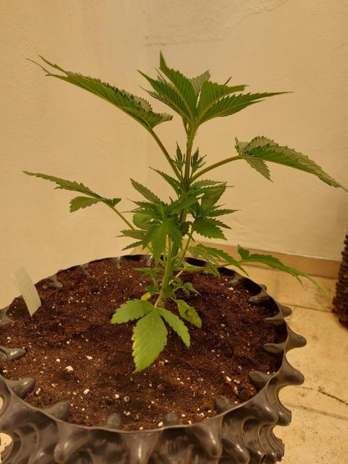 Mixed Hybrids. Week 3