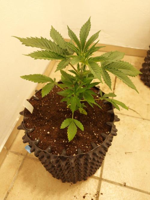 Mixed Hybrids. Week 3