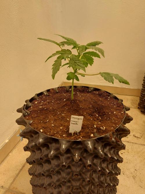 Mixed Hybrids. Week 3