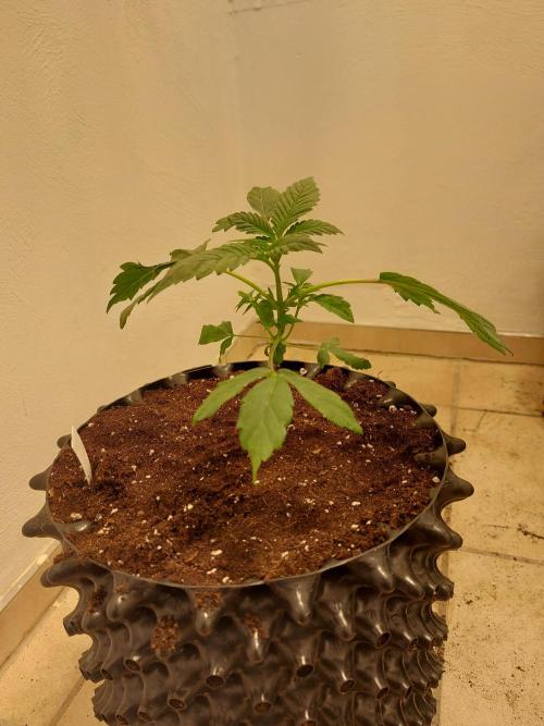 Mixed Hybrids. Week 3