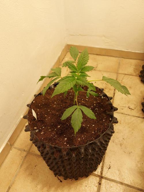 Mixed Hybrids. Week 3