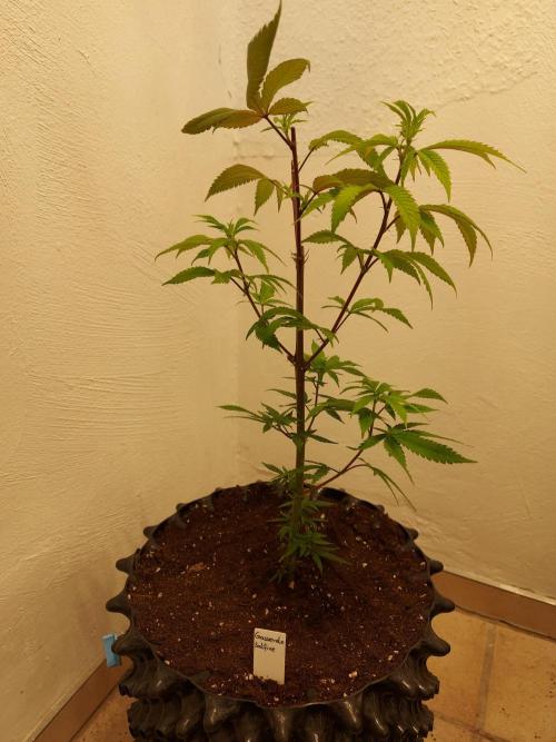 Mixed Hybrids. Week 3