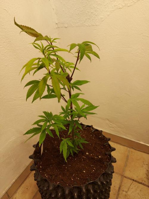 Mixed Hybrids. Week 3