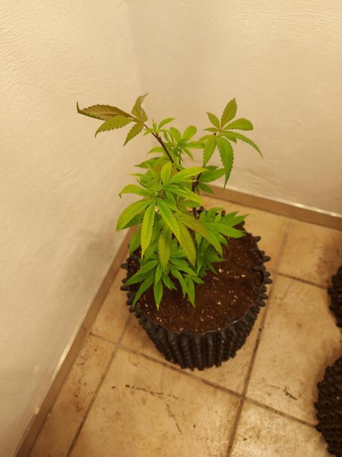 Mixed Hybrids. Week 3