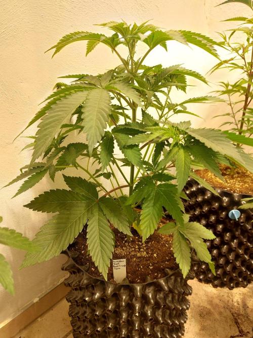 Mixed Hybrids. Week 4