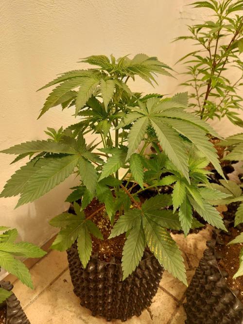 Mixed Hybrids. Week 4