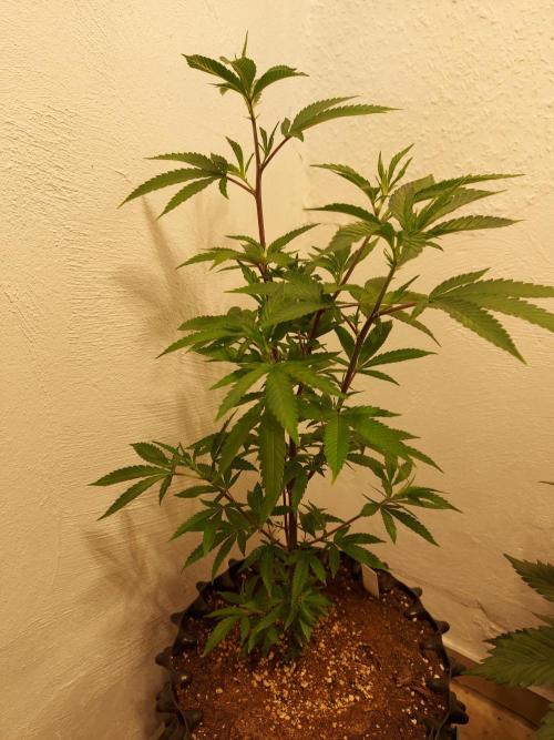 Mixed Hybrids. Week 4