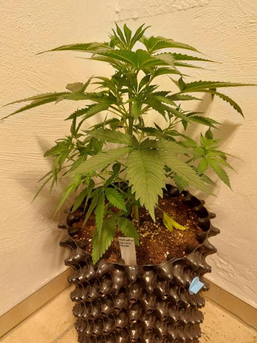 Mixed Hybrids. Week 4