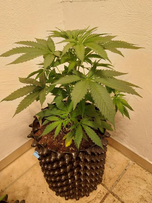 Mixed Hybrids. Week 4