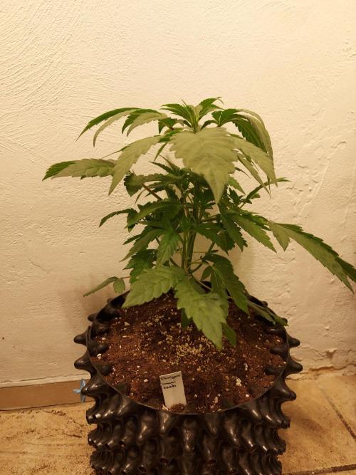 Mixed Hybrids. Week 4