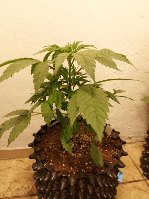 Mixed Hybrids. Week 4