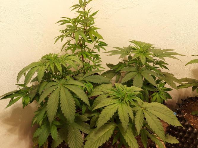 Mixed Hybrids. Week 4