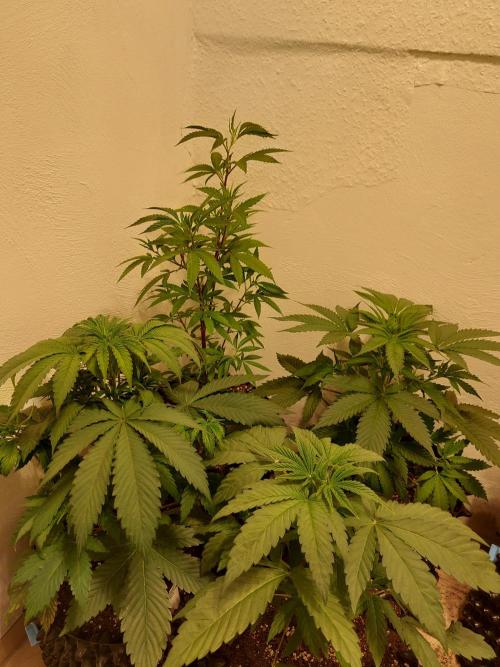 Mixed Hybrids. Week 4