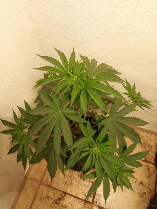 Mixed Hybrids. Week 5 - Forbidden Boof