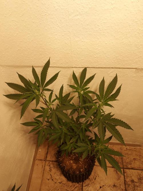 Mixed Hybrids. Week 5 - Gasserole