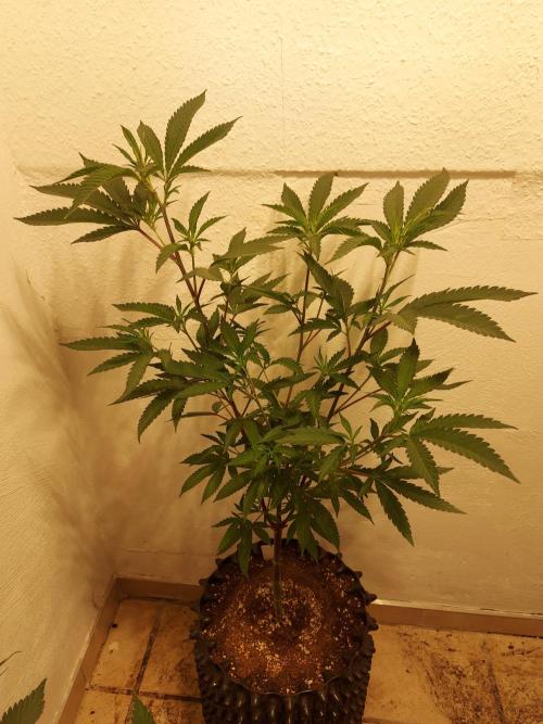 Mixed Hybrids. Week 5 - Gasserole