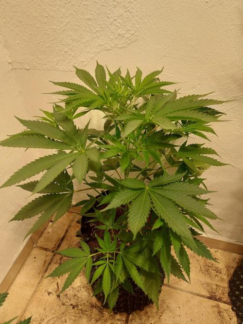Mixed Hybrids. Week 5 - Motivation